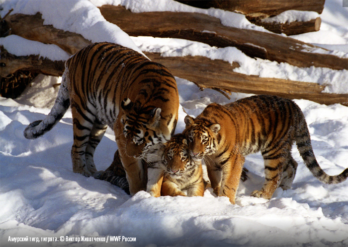 Биология тигра | Государственный природный заповедник Буреинский